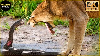 30 Incredible Moments Cobra Suddenly Attacked Lion With Venom, What Happened Next? | Animal Fight