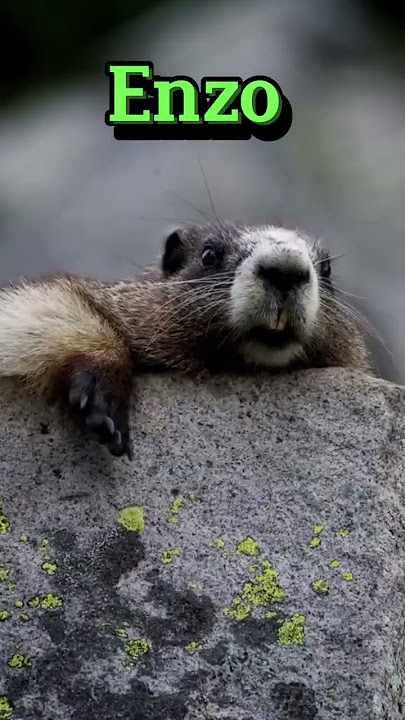 Deixa seu nome que a marmota vai gritar o nome da pessoa #desafios #b