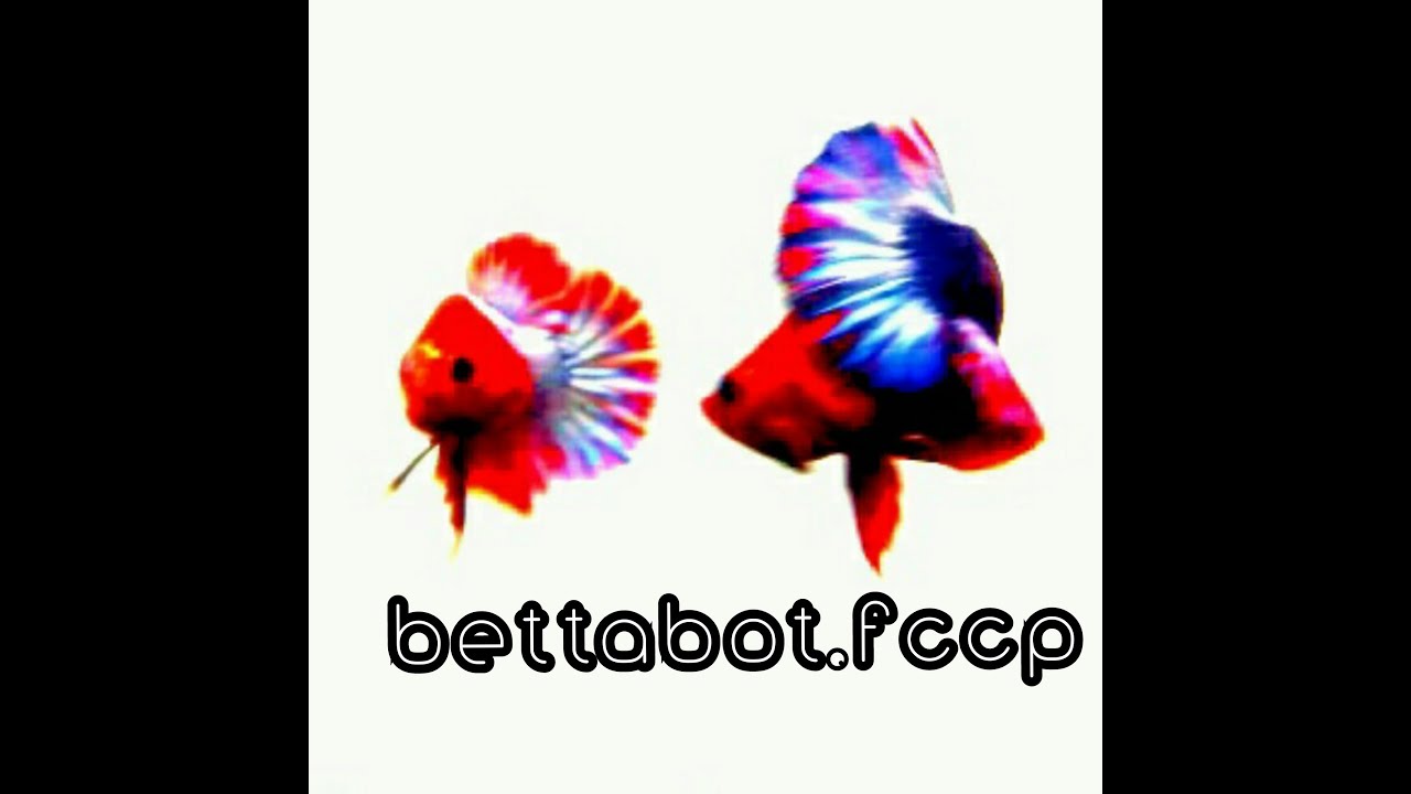 BettaBot-FCCP Female Mutation in Progress