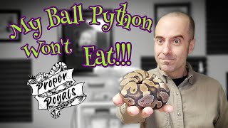 My Ball Python won't eat!  Strategies for Picky Eaters.