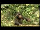 Human characteristics of chimps - BBC wildlife