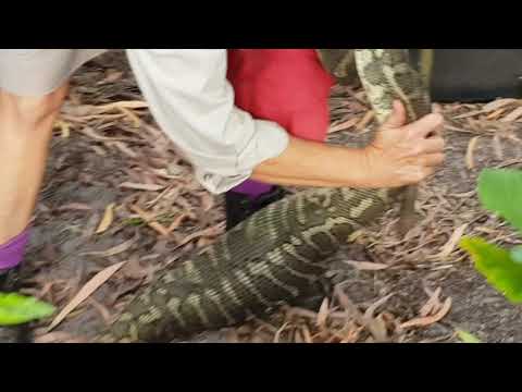 Large Carpet Python Relocation