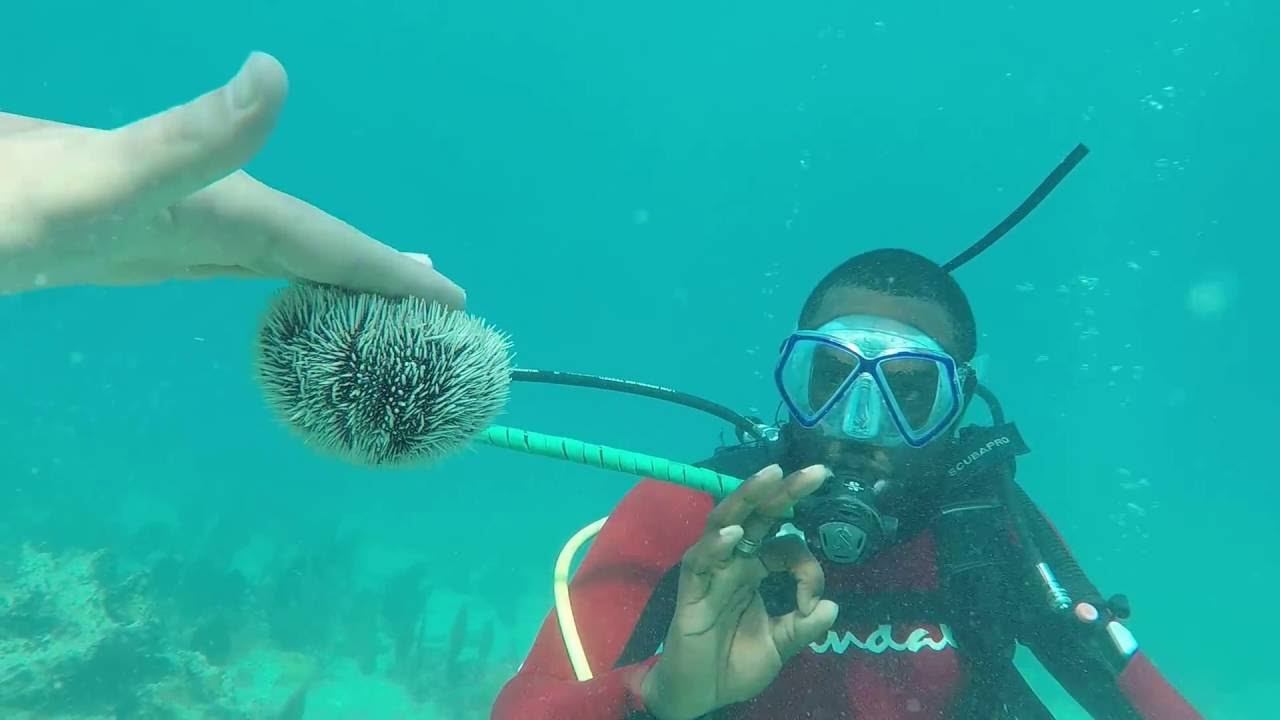 Ashley's Certification Dive 1/2 Sandals Whitehouse, Jamaica YouTube