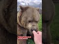 Bears love to get treats animals coolanimals dangerousanimals