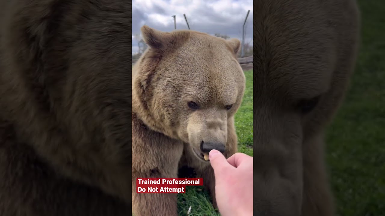 Bears Love To Get Treats Animals Coolanimals Dangerousanimals