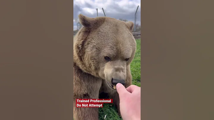 Bears love to get treats! #animals #coolanimals #dangerousanimals - DayDayNews