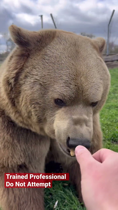 Bears love to get treats! #animals #coolanimals #dangerousanimals