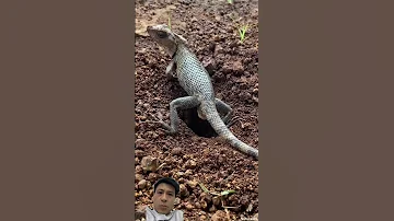 Lizard Reptiles Animals Iguana Pets Reptile Animal Youtube Reptileworld 