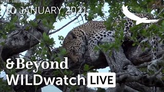 WILDwatch Live | 10 January, 2021 | Afternoon Safari | South Africa