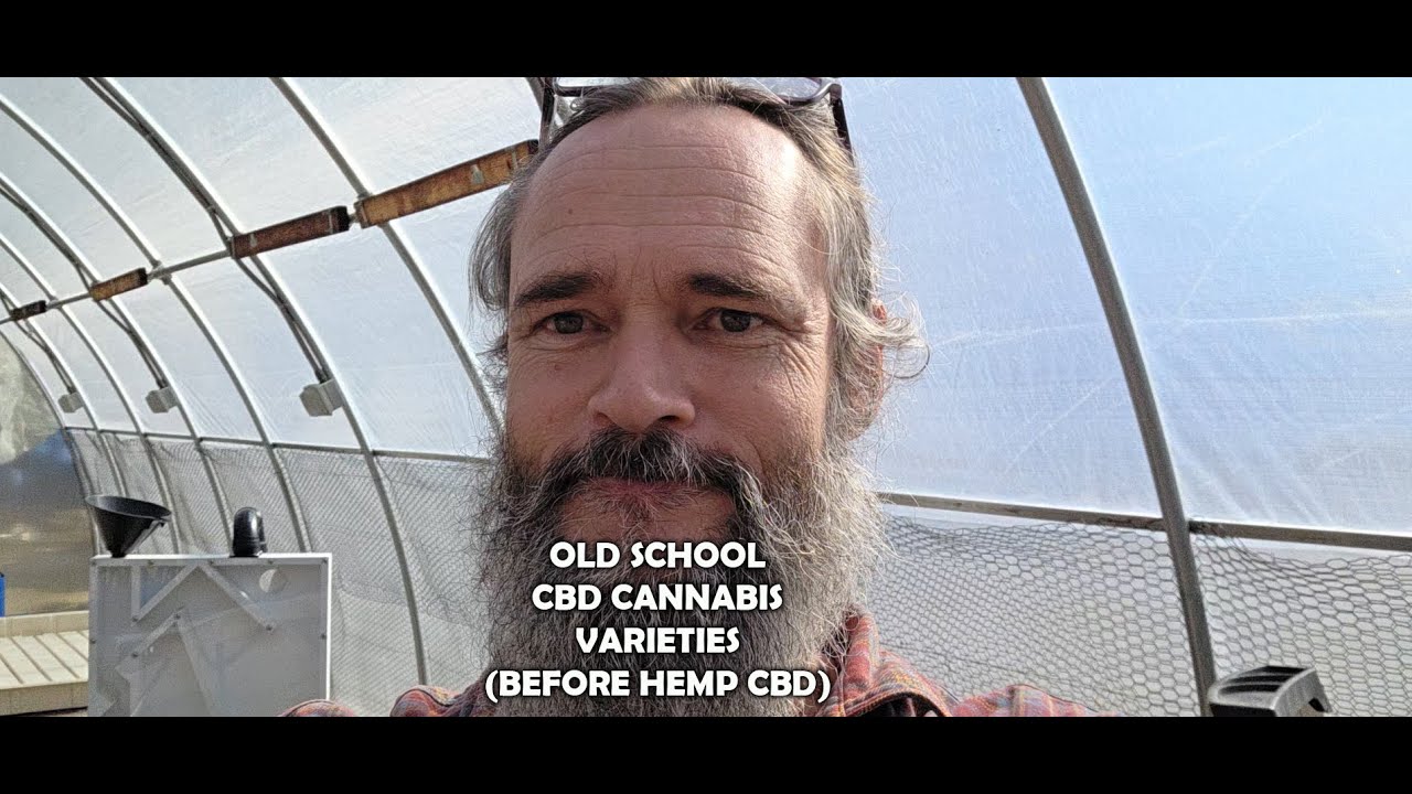 OLD SCHOOL CANNABIS CBD GENETICS - LONG BEFORE 'HEMP' CBD