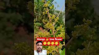 DescriptionXmango tree flowers#mango#flowers#nature#garden#organic#viral#songs#mangoflowering