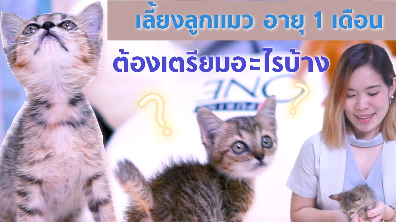 การเลี้ยงแมว  2022 New  เลี้ยงลูกแมวต้องมีอุปกรณ์อะไรบ้าง???