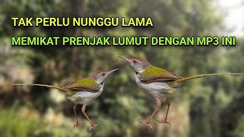 SUARA PIKAT PRENJAK LUMUT RIBUT PALING EFEKTIF UNTUK MEMIKAT DI HUTAN