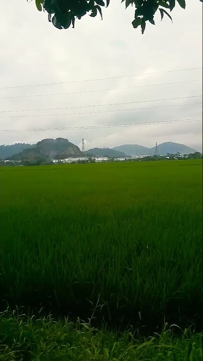 mendung tak berarti hujan sore hari#shorts#videoshorts