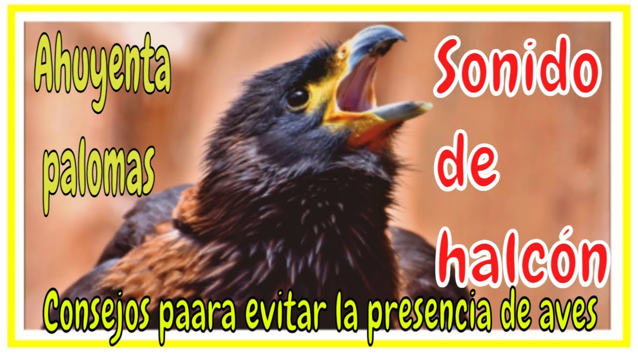 Halcón sonido real ahuyenta paloma / falcon sound singing - YouTube