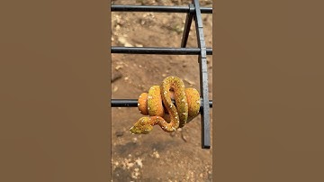 Designer Green Tree Pythons never get boring. 🤓🐍🔥