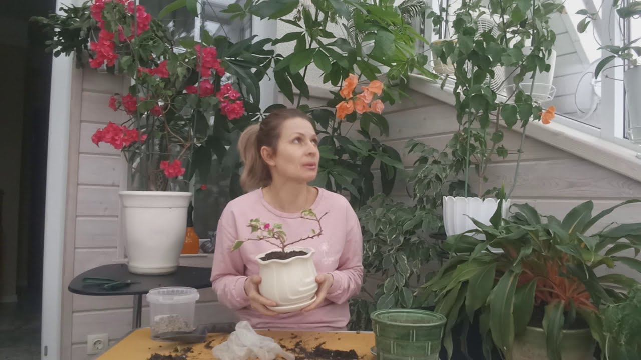 ПЕРЕСАДКА БУГЕНВИЛЛИИ/ ПОСАДКА БУГЕНВИЛЛИИ