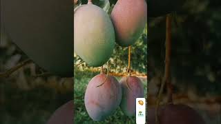 🥭picking Mangos in Paradise 🏝Hawai'i ..#mangos #hawaii #tropicallifestyle #eathealthy #sobeautiful