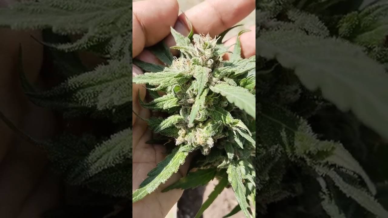 Zombie og : Srinual seed