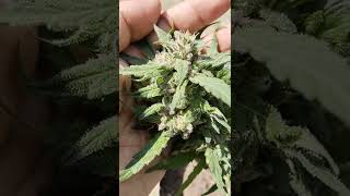 Zombie og : Srinual seed