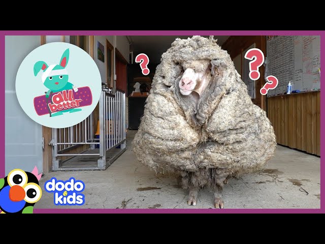 All Better — Watch This Sheep Get 80 POUNDS Of Wool Shaved Off! | All Better | Dodo Kids class=