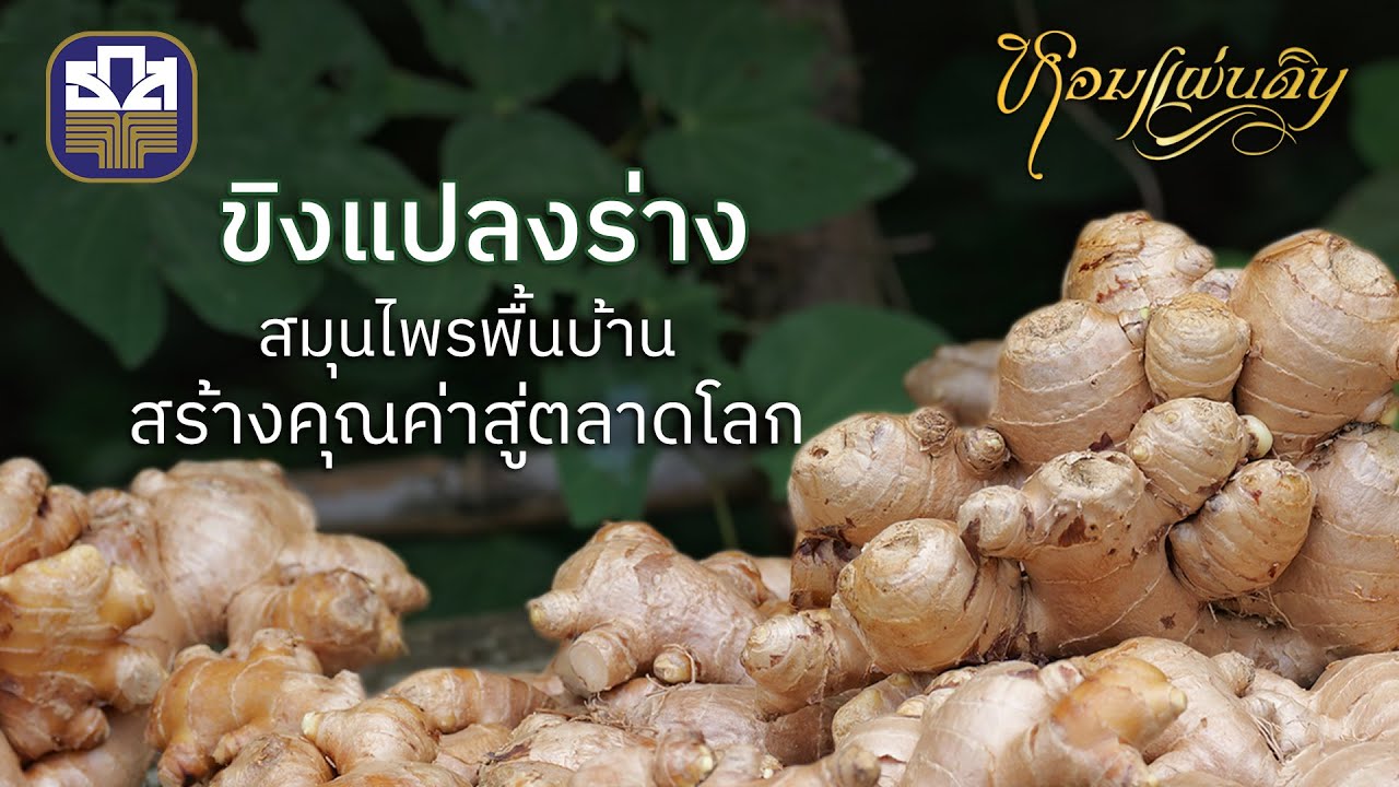 [Full] หอมแผ่นดิน 2567 I EP. 04 ขิงแปลงร่าง