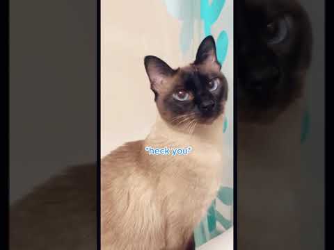 Cat jumps on top of cabinet and then pounces on owner!