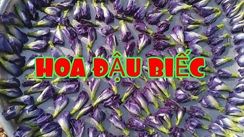 Tác dụng thần kỳ HOA ĐẬU BIẾC