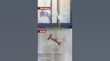 Ants vs Humans  #experiment #facts #factsinhindi #human #ants #animals #winorlose #competition