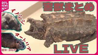 【害獣まとめ】岐阜県の川に“ガメラ”？―外来種「ワニガメ」を捕獲　“鶏のハツ”で釣り上げ /目撃・捕獲数が増加―農作物に被害「特定外来生物」ヌートリアの生息範囲拡大か　など（日テレNEWS LIVE）