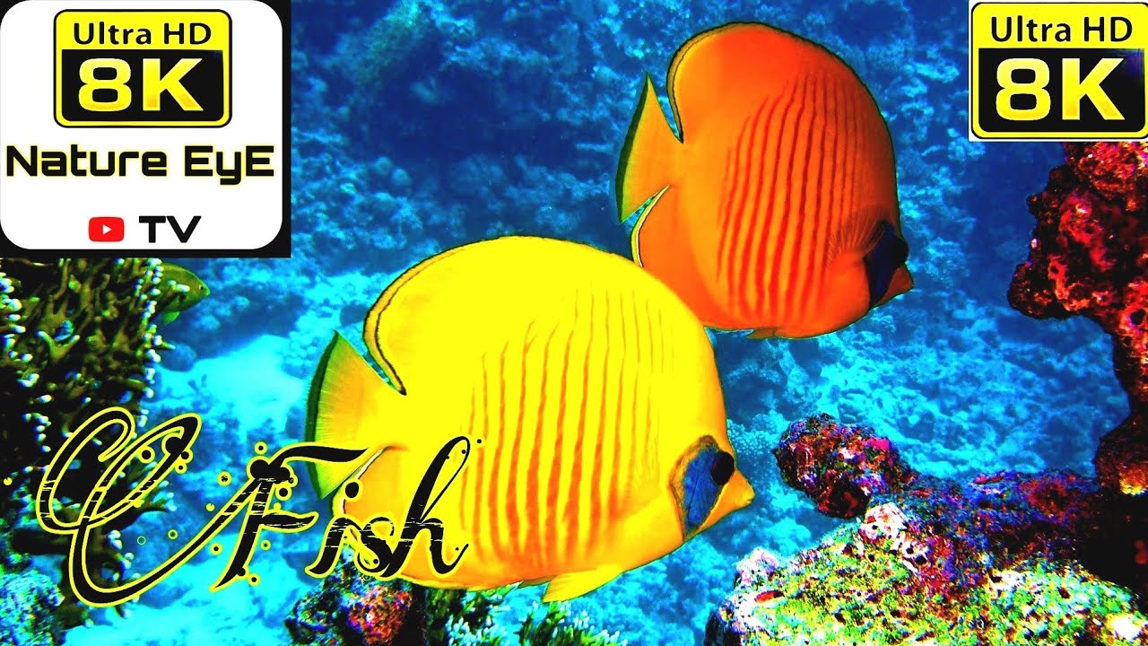 8K.Ultra-HD Beautiful Fish Video.