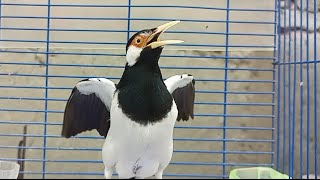 Burung Jalak Suren Gacor Mompa Variasi - Pancingan Suara Jalak agar Gacor Full Isian Mewah