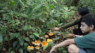 PANEN JAMUR Orange Di HUTAN II Pertama Kali masak ini