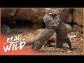 Mongoose Warns Pack of Snake Attack | Bandits Of Selous | Real Wild