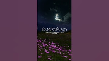 عمر شميم | سورة الرحمن🤍