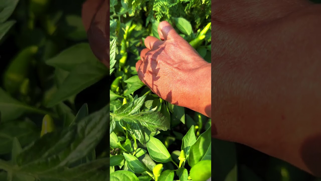 A small vegetable harvest 