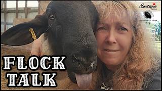 Flock Talk In The Barn With The Sheep