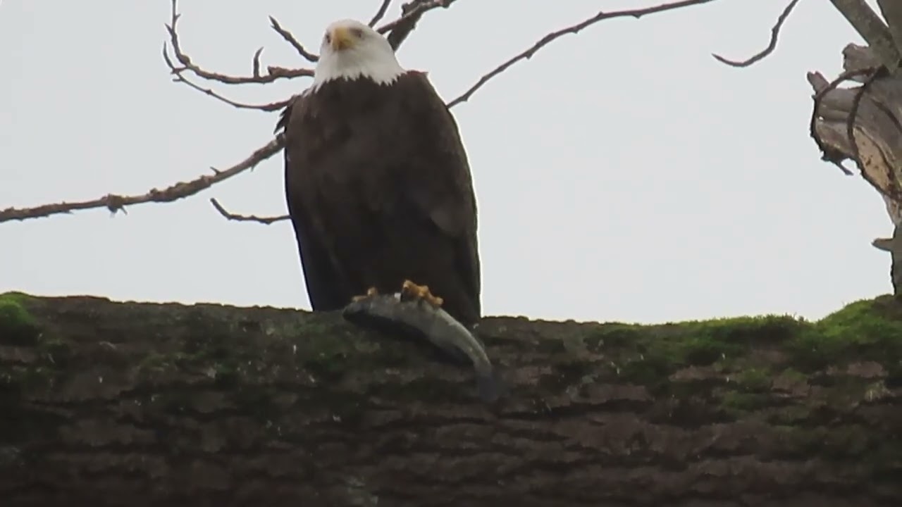 2/22/26 - Mama Riverbend eagle with a fish
