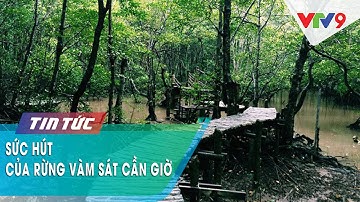 SỨC HÚT CỦA RỪNG VÀM SÁT CẦN GIỜ