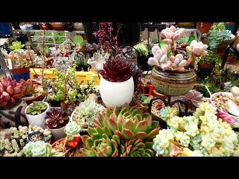 Walk In The Rain In My Succulent Garden