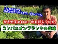 虫除け対策！連作障害対策！コンパニオンプランツで混植しました。《家庭菜園》
