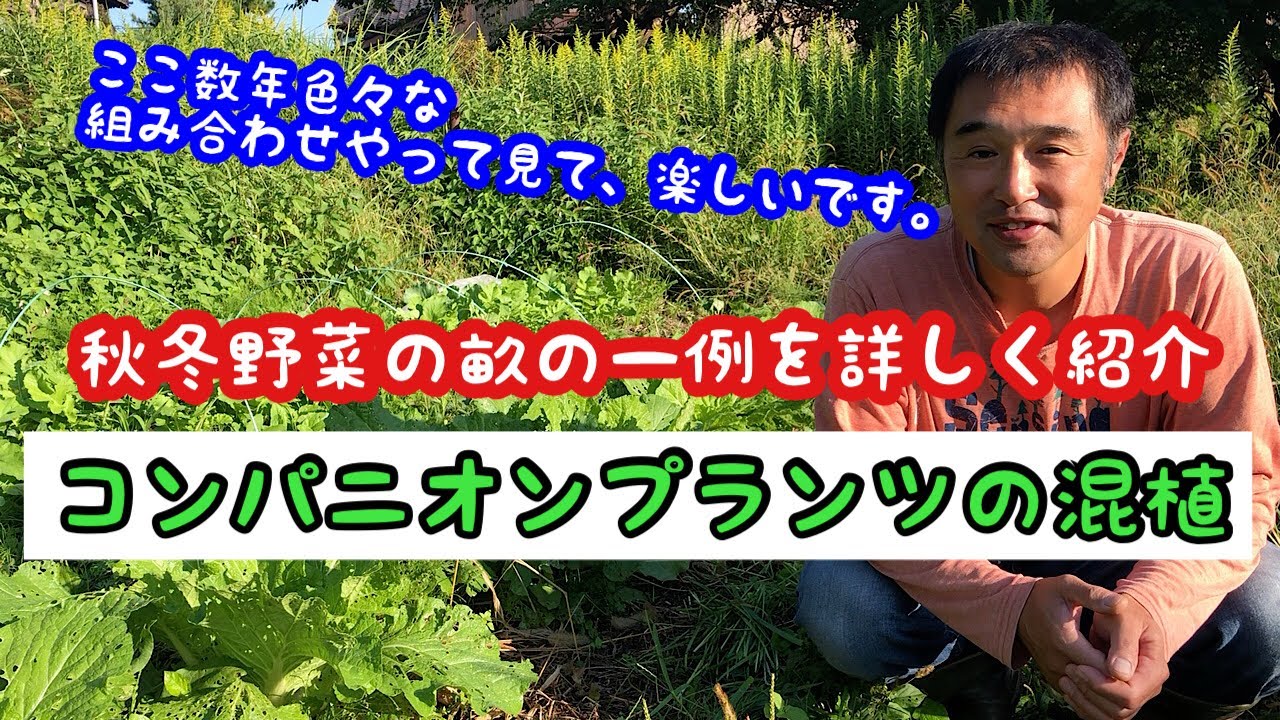 虫除け対策 連作障害対策 コンパニオンプランツで混植しました 家庭菜園 Youtube
