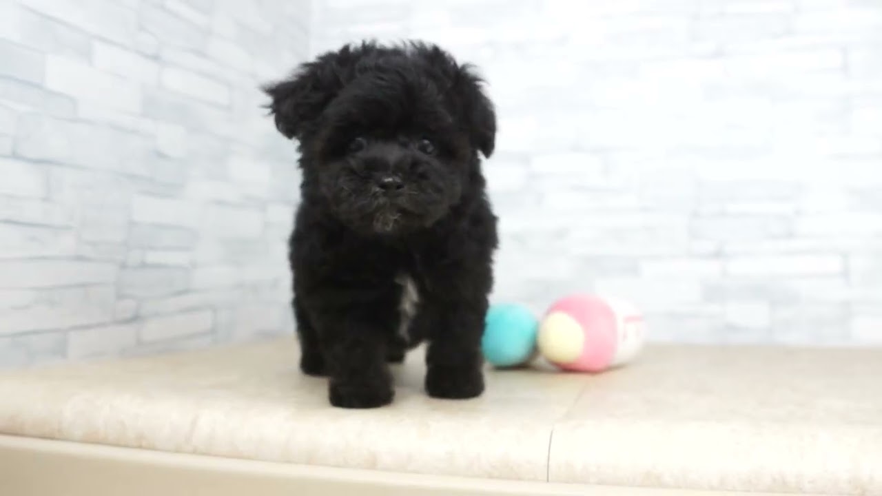 KIKUCHI PET】 仔犬仔猫 No.260649 ミックス犬（父：マルチーズ 母
