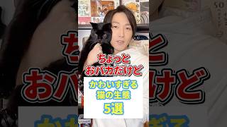 ちょっとおバカだけどかわいすぎる猫の生態５選 #猫 #猫のいる暮らし #ねこ