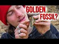 Hunting rare golden fossils