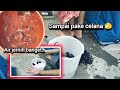 Cara sederhana membuat filter kolam ikan pemula sangat mudah dan wajib dicoba