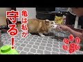 正義の味方！【コーギーチロ】私は暴力を許さない！
