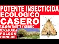 👉POTENTE INSECTICIDA 🐛CASERO PARA PLANTAS Taladro Tomate y Geranio, Pulgon, mosca blanca, hongos