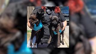 26 pugs rescued from unsanitary habitation by San Antonio police and Animal Care Services