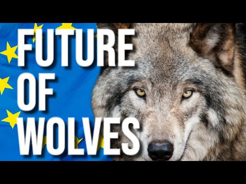 What is the Future of Wolves in Sweden and Europe - Live Debate from the 2024 Swedish Game Fair.